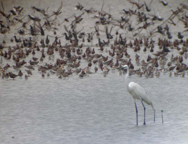 mp2_egret_shorebirds