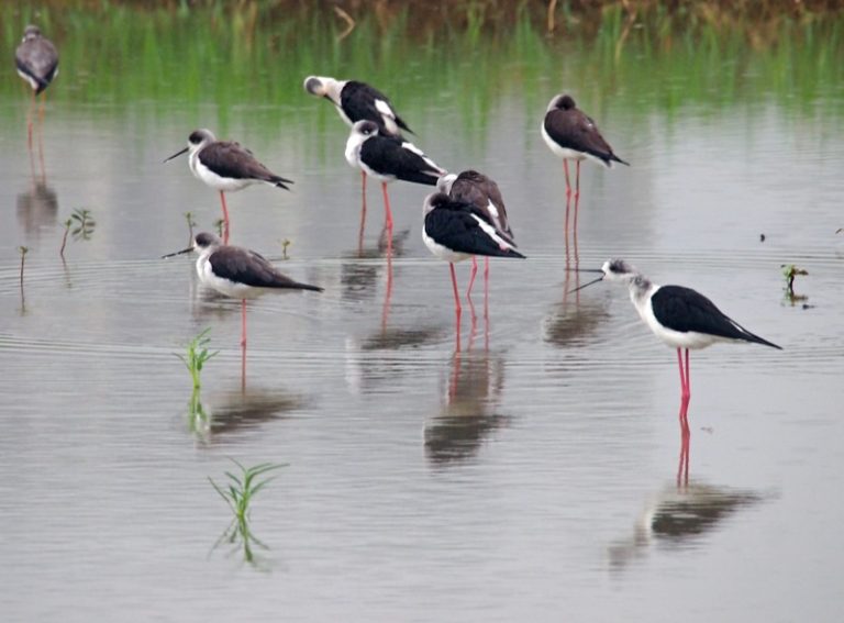 black-winged-stilts-long-valley2011Oct11800px