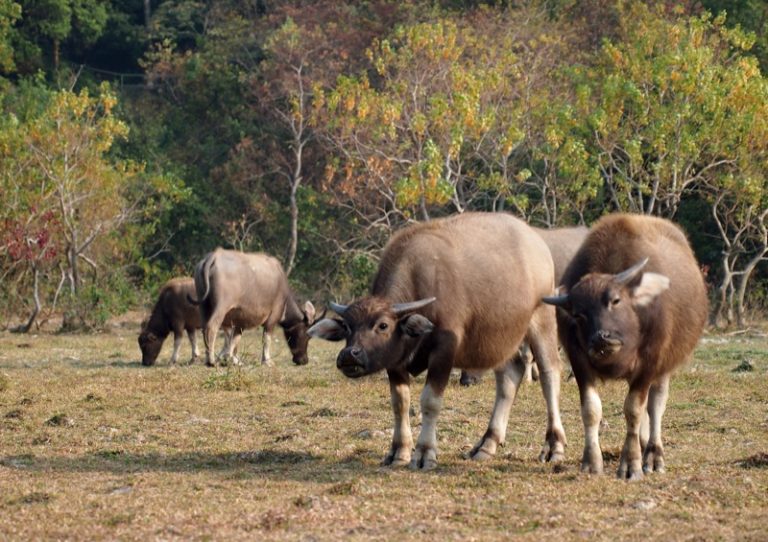 shap-long-buffalo2012Jan01_9523800px